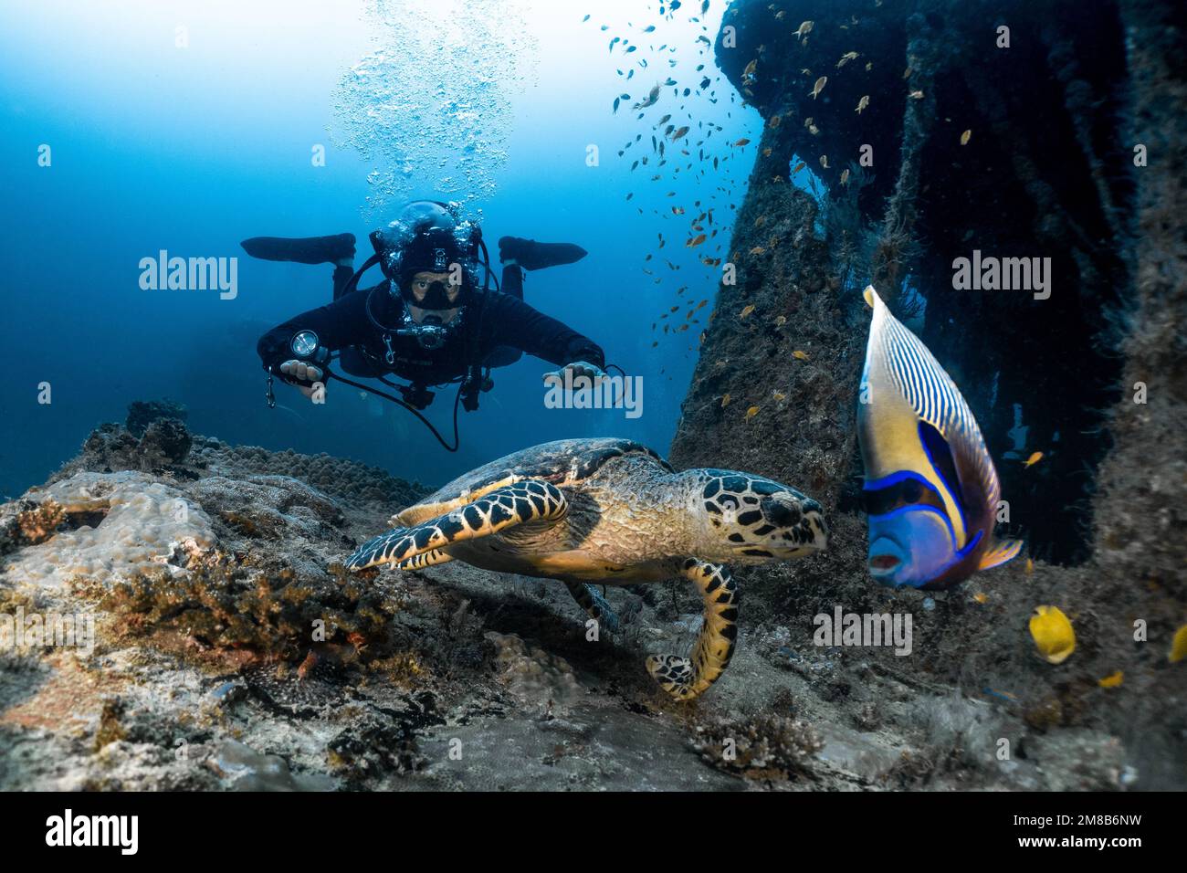 Flottabilité parfaite d'un plongeur, d'une tortue et d'un poisson d'ange empereur sur l'épave aux Maldives, plongée photo sous-marine. Banque D'Images