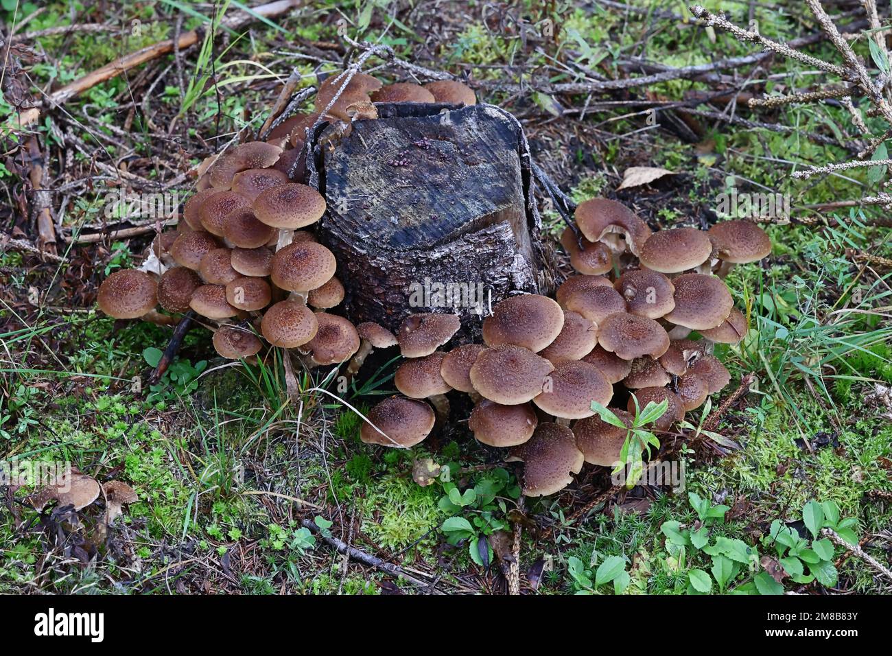 Armillaria ostoyae, également appelé Armillaria solidipes, communément appelé champignon du miel foncé, champignon sauvage de Finlande Banque D'Images