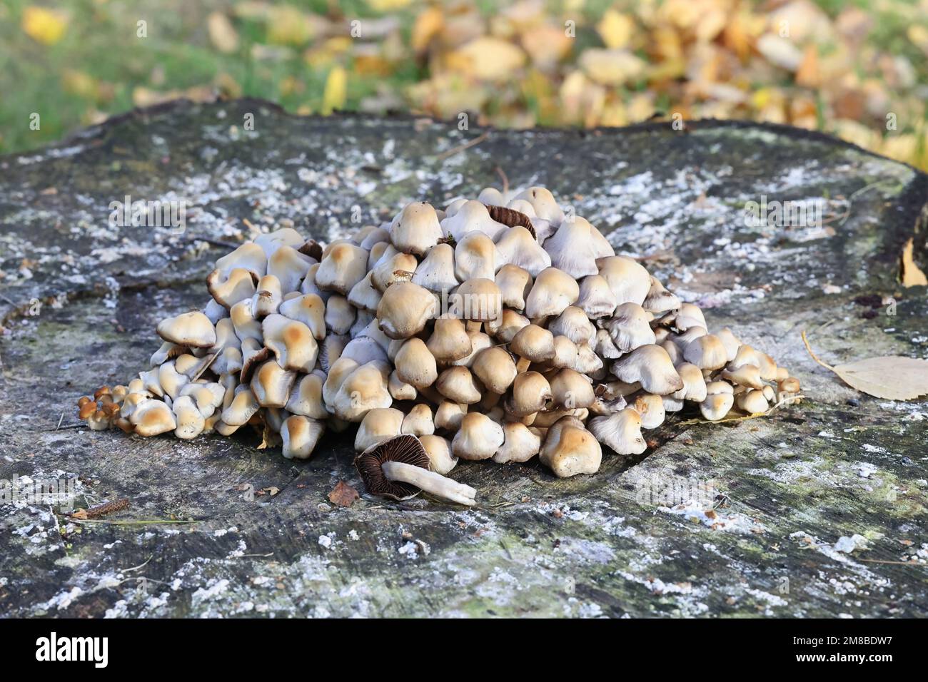 Homophron cernuum, également appelé Psathyrella cernua, un champignon à la brittlestem de Finlande, pas de nom anglais commun Banque D'Images