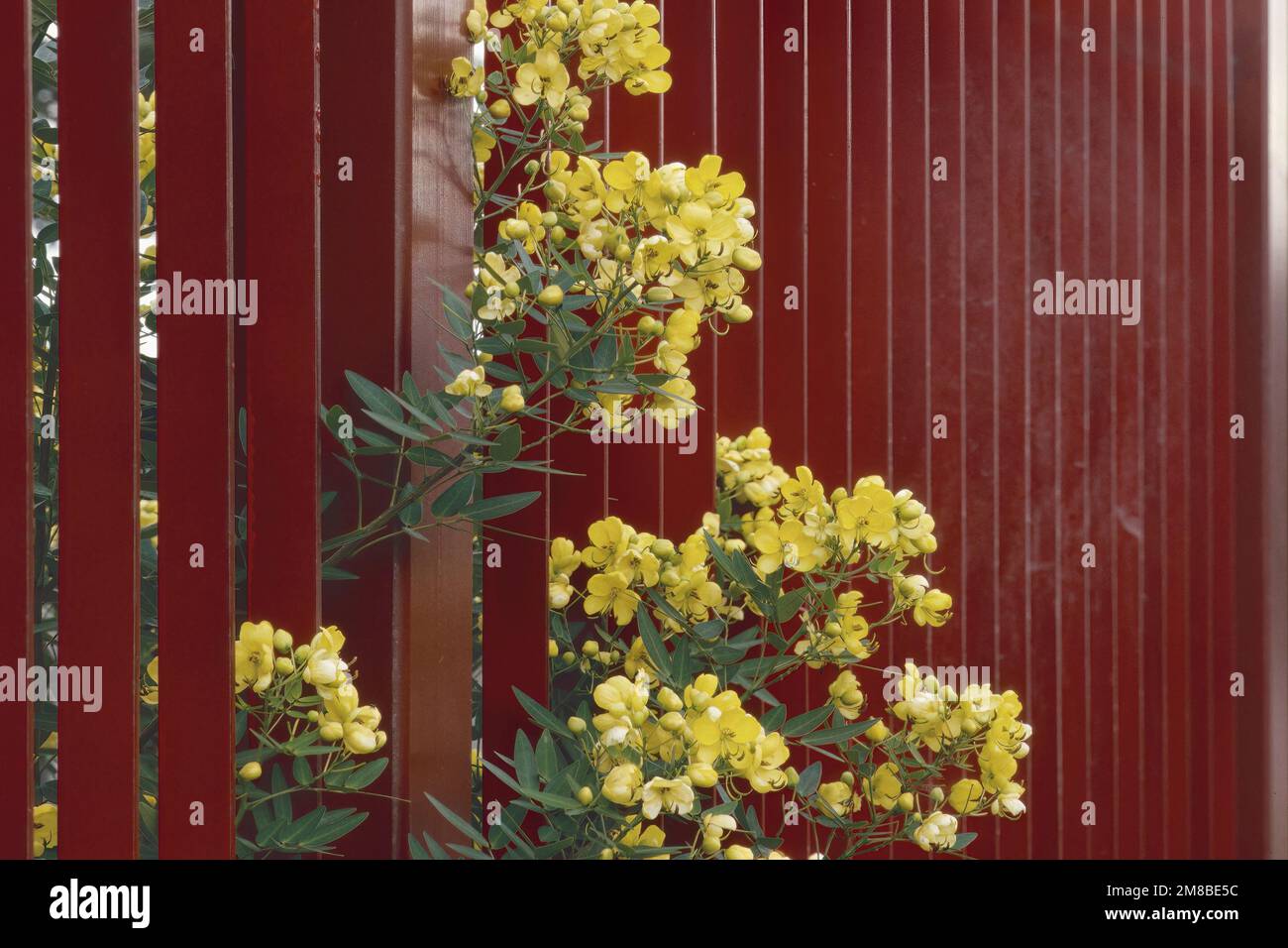 la branche d'une plante de senna multiglandulosa dépasse d'une clôture métallique Banque D'Images