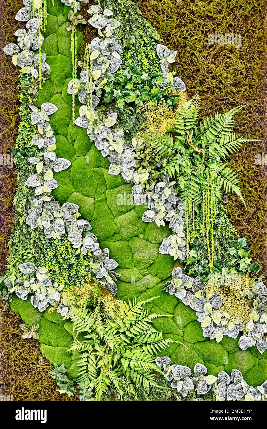 Fragment de la paroi phyto verte des plantes et de la mousse stabilisées naturelles. Décoration de maison ou de bureau écologique. Phytodesign Banque D'Images