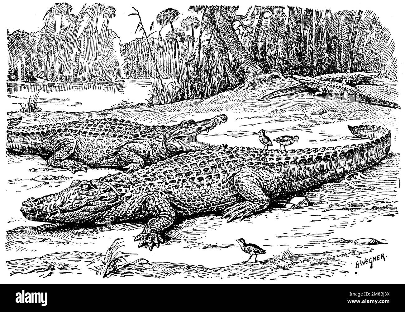 Crocodile du Nil, Crocodylus niloticus, A[dolf] Wagner (livre de zoologie, 1928), Nilkrokodil, Crocodile du Nil Banque D'Images
