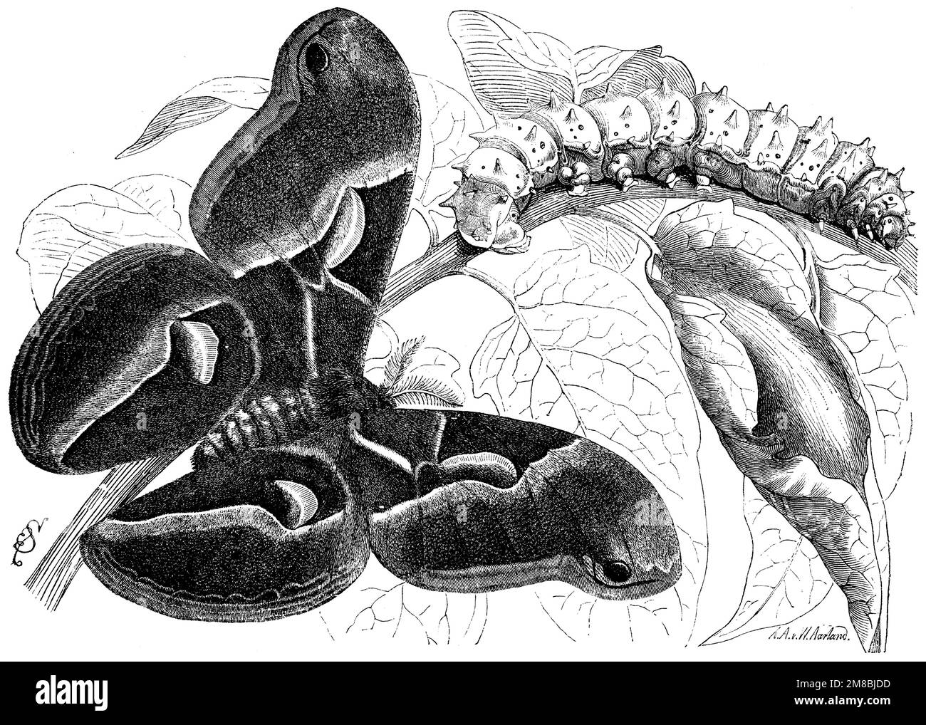 ailanthus silkmoth, Samia cynthia, (livre de zoologie, 1872), Götterbaum-Spinner, Bombyx de l'ailante Banque D'Images