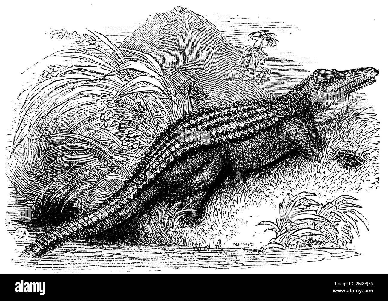 Crocodile du Nil, Crocodylus niloticus, (livre d'histoire de religion, 1885), Nilkrokodil, Crocodile du Nil Banque D'Images