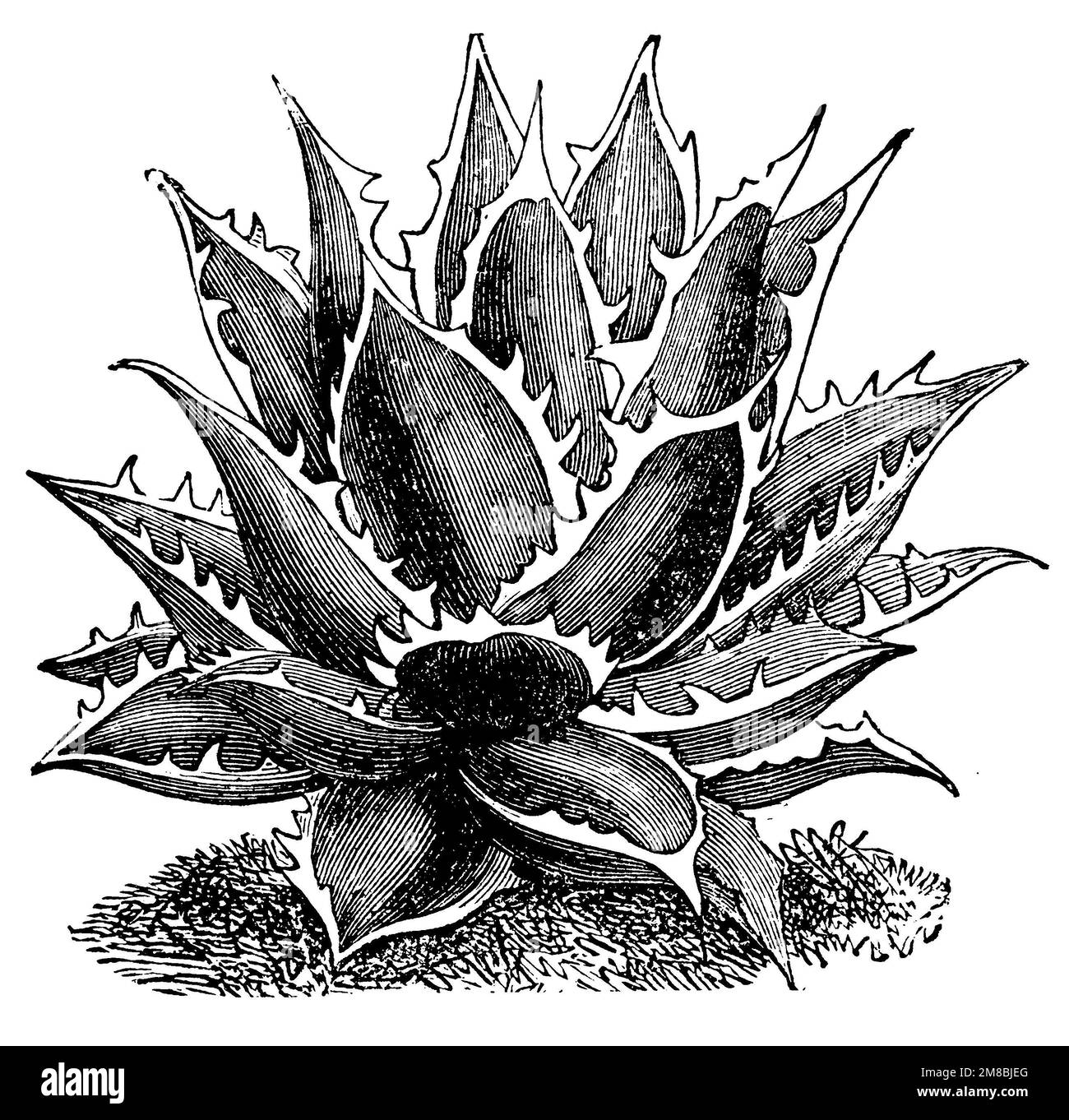 Plante du siècle américain, Agave americana, (encyclopédie, 1900), Agave, Agave américain Banque D'Images