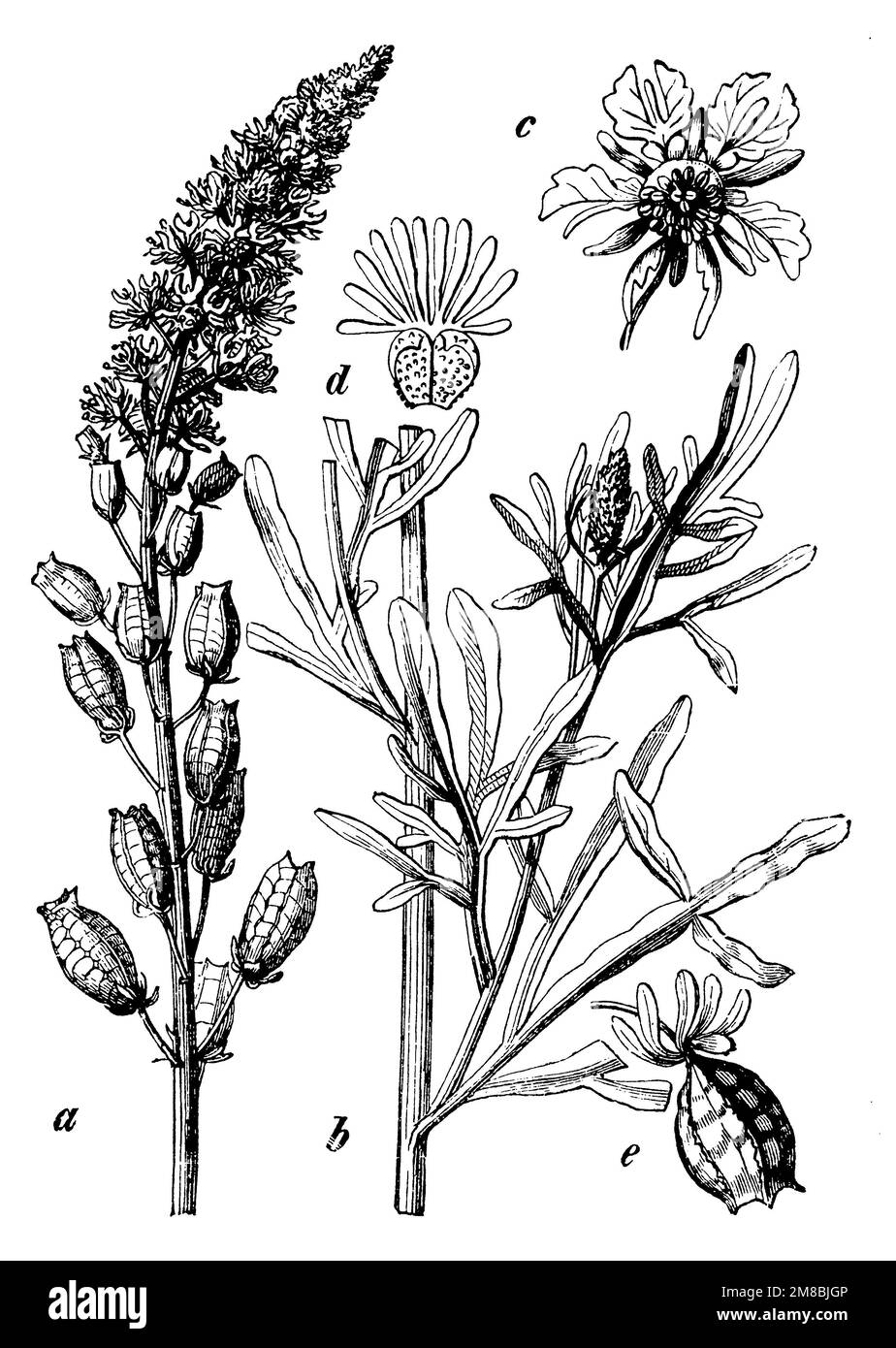 Weld, un sommet de plante avec des fleurs et des fruits, b tige partie avec des feuilles, c fleur, d corolle feuille, e capsule de fruit de resede parfumé., Reseda luteola, (livre botanique, 1898), Färber-Wau, A Spitze der Pflanze mit Blüten und Früchten, b Stengelteil mit Blättern, c Blüte, d Kronenblatt, e Fruchtkapsel von der wohlriechenden Resede, Gaude, a extrémité de la plante fleurs et fruits, b e de la feuille, c de la feuille, e capsule du fruit du réséda odorant Banque D'Images