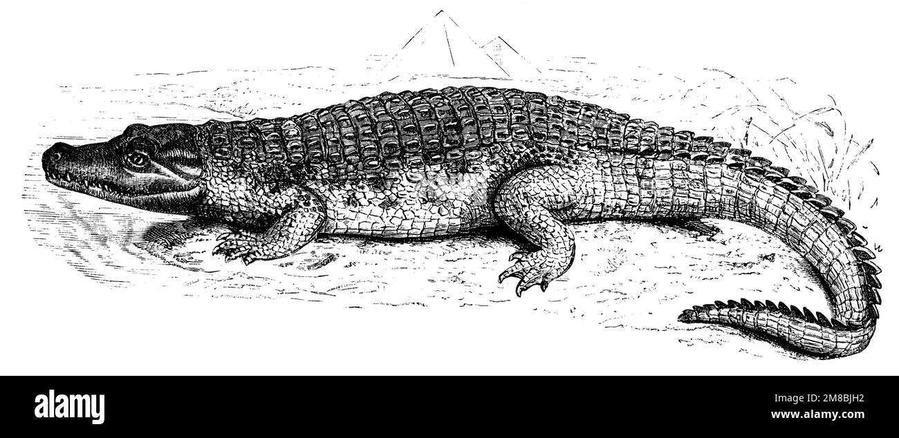 Crocodile du Nil, Crocodylus niloticus, (encyclopédie, 1891), Nilkrokodil, Crocodile du Nil Banque D'Images