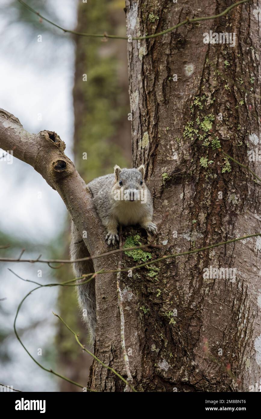 Péninsule de Delmarva Fox Squirrel (Sciurus niger cinereus) espèce en voie de disparition dans la réserve naturelle nationale de Chincoteague, en Virginie Banque D'Images