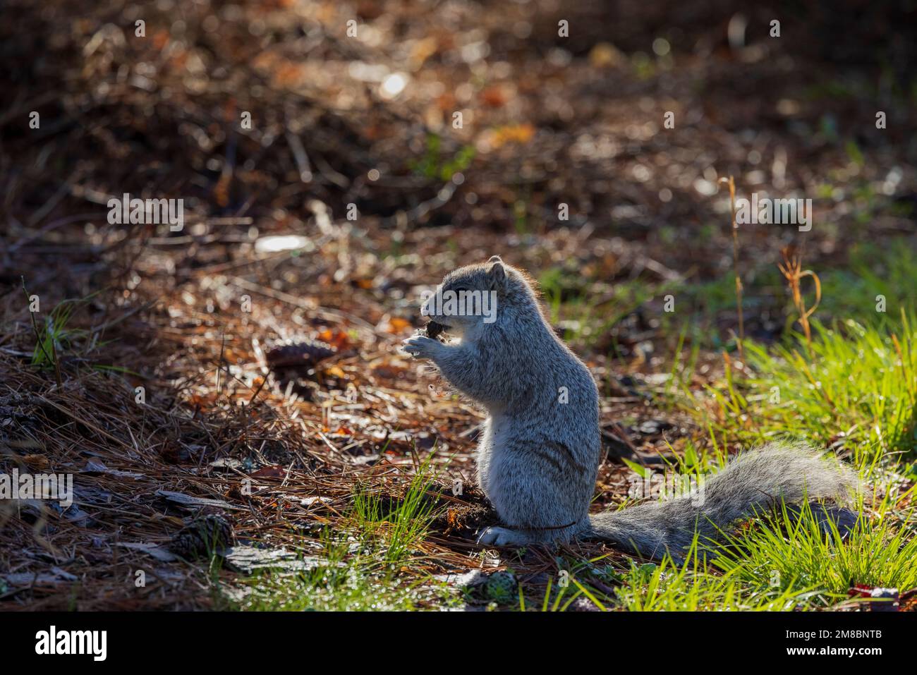 Péninsule de Delmarva Fox Squirrel (Sciurus niger cinereus) espèce en voie de disparition dans la réserve naturelle nationale de Chincoteague, en Virginie Banque D'Images