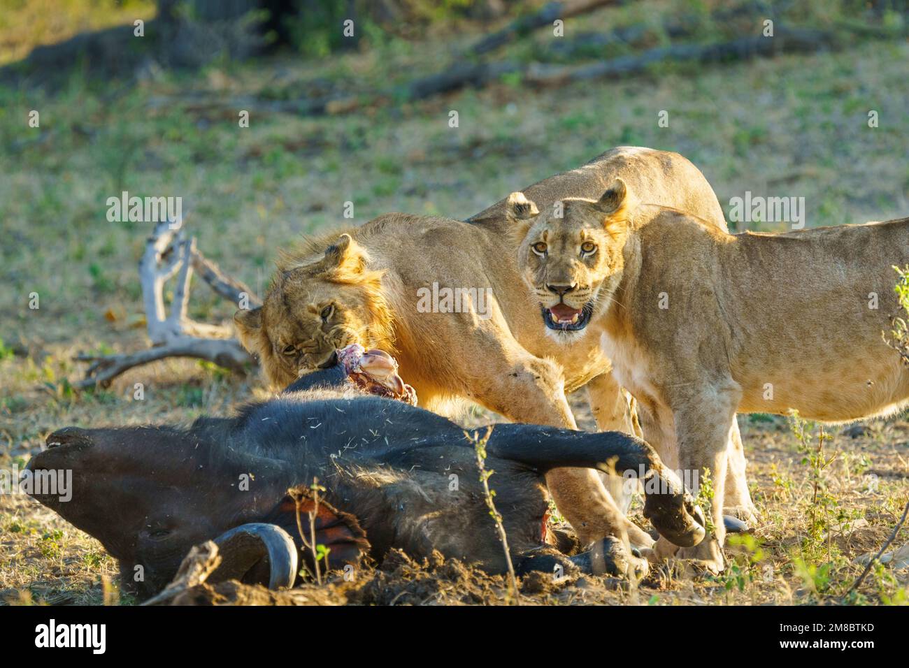 2 Lions (Panthera leo) se nourrissant d'une carcasse de Cape Buffalo. Parc national de Bwabwata, Namibie Banque D'Images