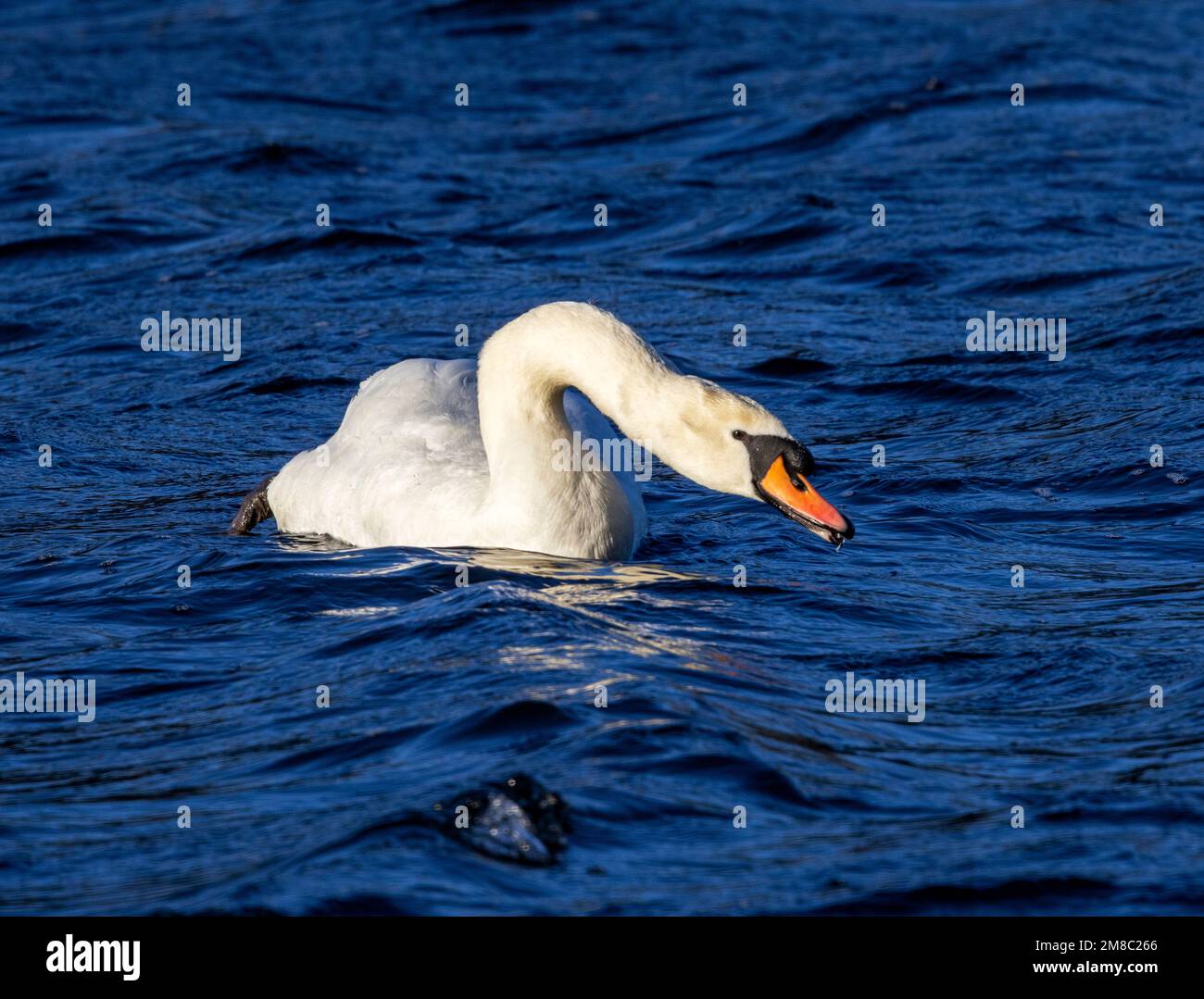 En nageant vers un autre cygne avec le cou et sifflement, ce coB ou mâle Mute Swan envoie un message très clair à un concurrent. Banque D'Images