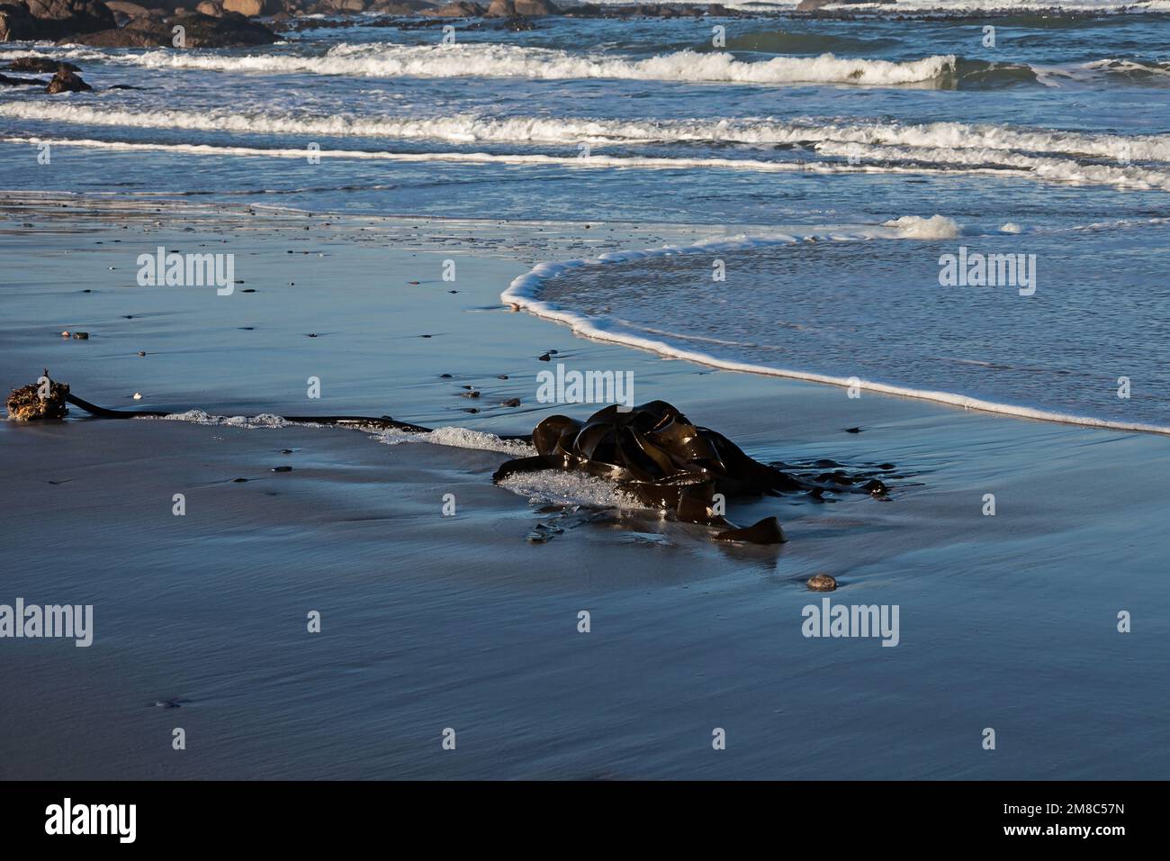 Le bambou marin (Ecklonia maxima) s'est lavé sur une plage déserte de Namaqualand Banque D'Images