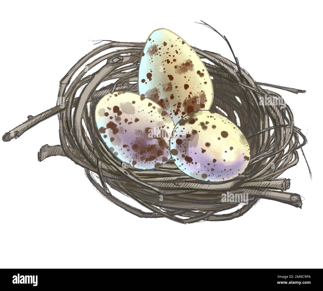 Dessin d'oeufs d'oiseau dans un nid du monde de la faune Banque D'Images