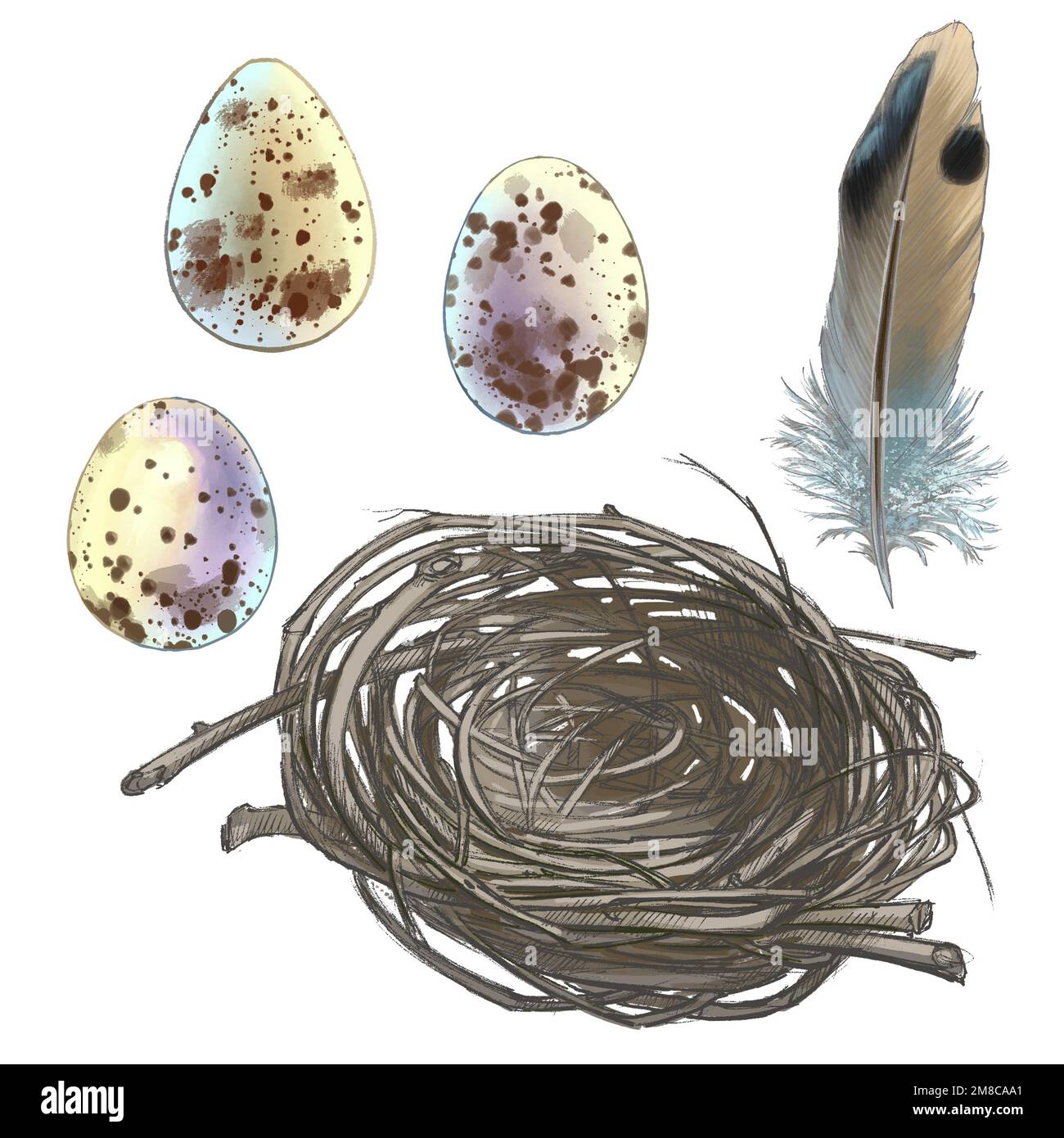 Dessin d'oeufs d'oiseau dans un nid du monde de la faune Banque D'Images