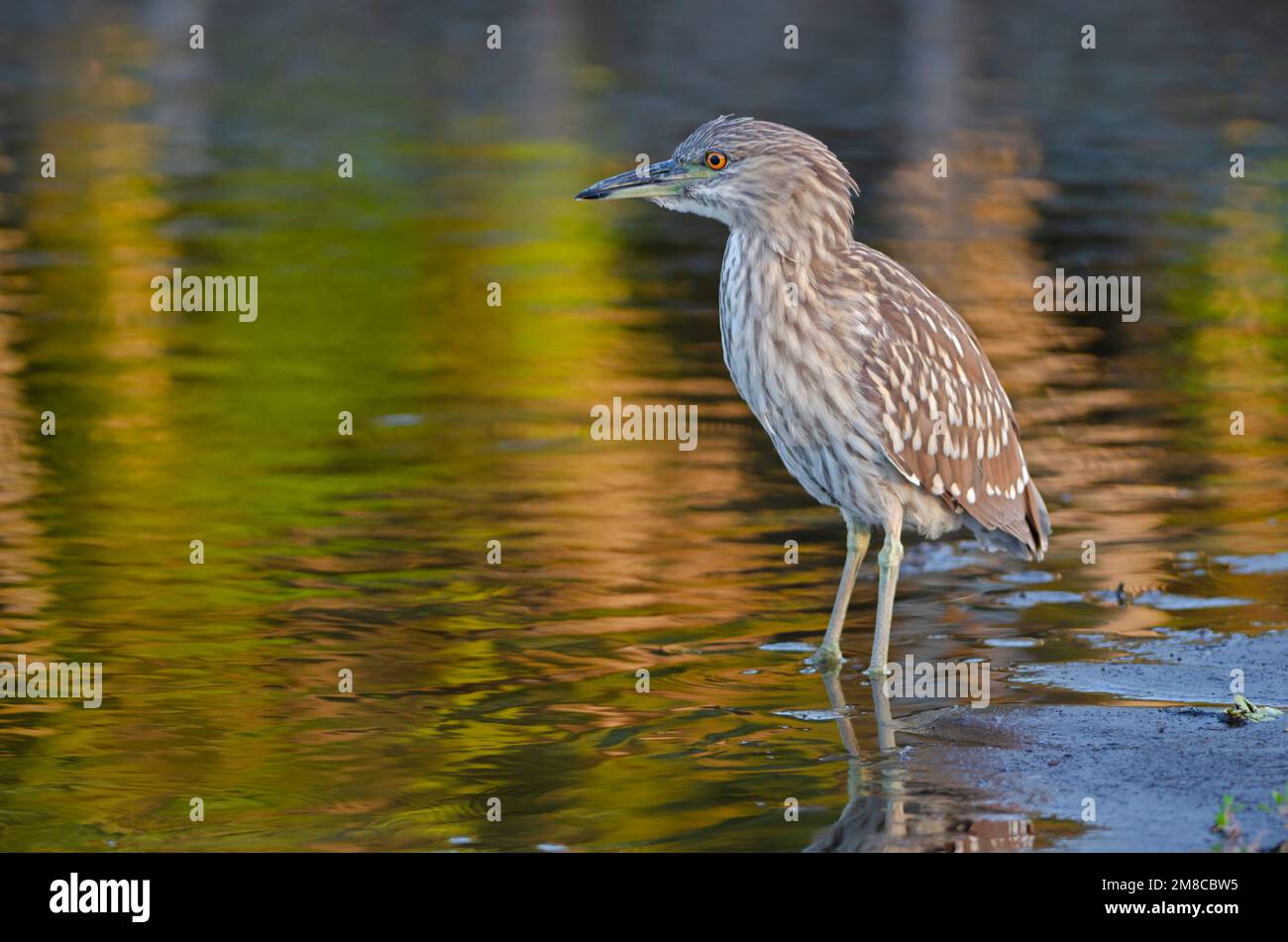 Héron de nuit à couronne noire (Nycticorax nycticorax). Juvénile. Myakka River State Park, Floride. Banque D'Images