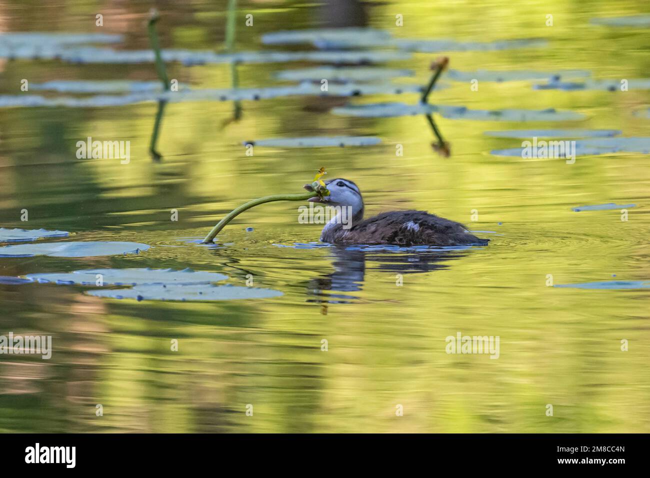 Bois de canard (Aix parrainage). Bébé canard en bois. Printemps dans le parc national Acadia, Maine, États-Unis. Banque D'Images