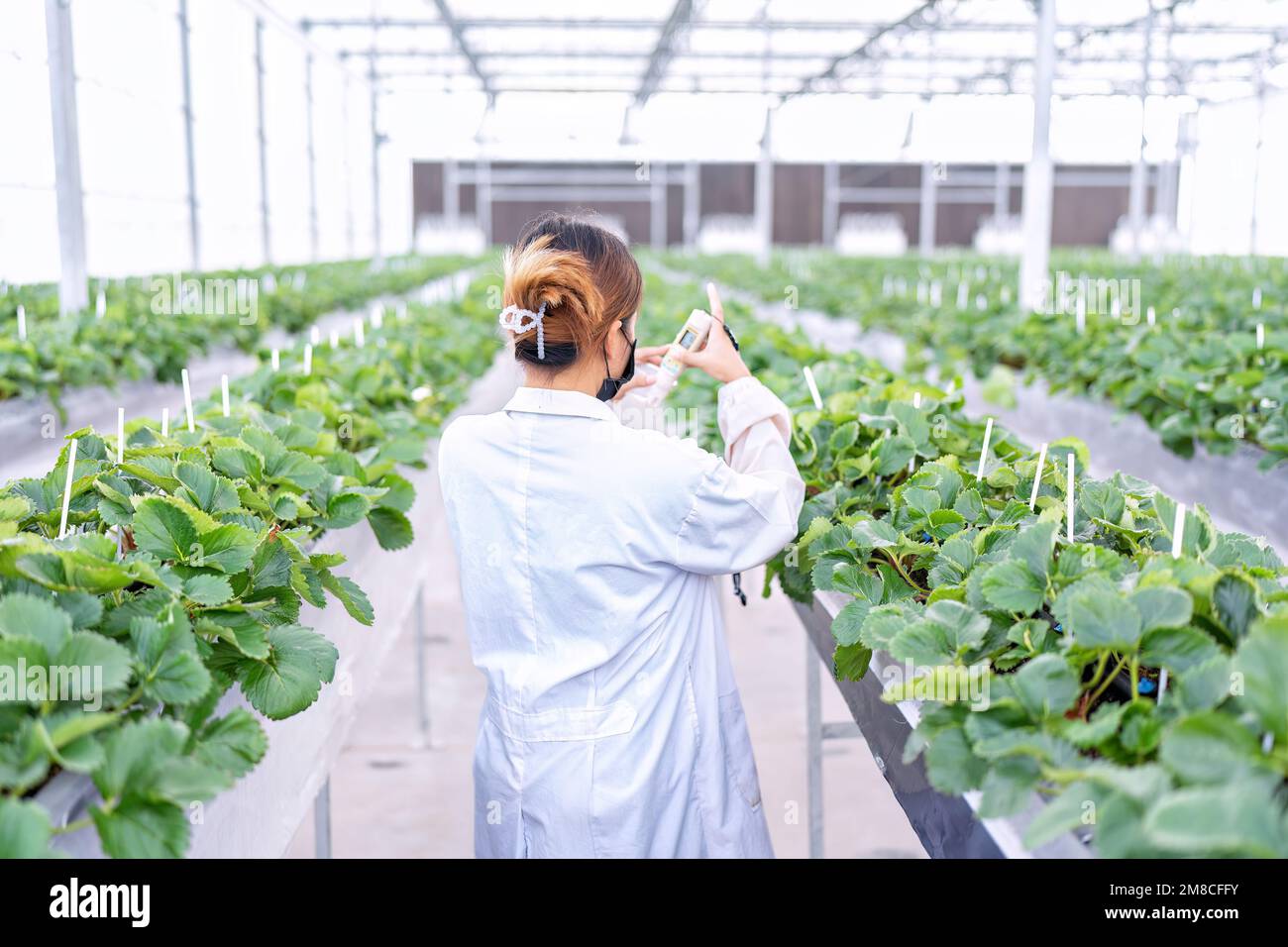 Un chercheur de fruits en culture hydroponique en serre mesure le pH de l'eau pour la culture de la fraise végétale Banque D'Images