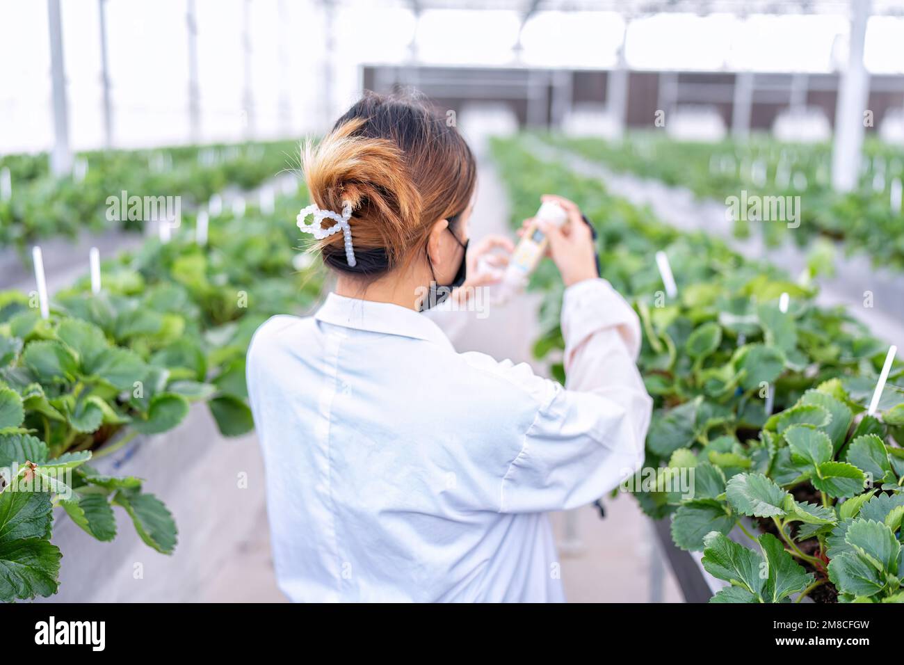 Un chercheur de fruits en culture hydroponique en serre mesure le pH de l'eau pour la culture de la fraise végétale Banque D'Images