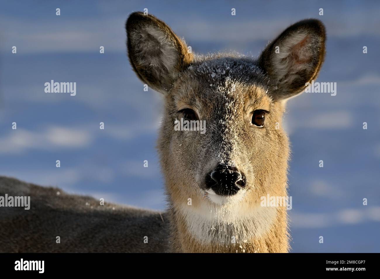 Un portrait d'un jeune cerf de Virginie, Odocoileus virginianus, debout dans la neige fraîche de son habitat boisé dans les régions rurales du Canada de l'Alberta. Banque D'Images