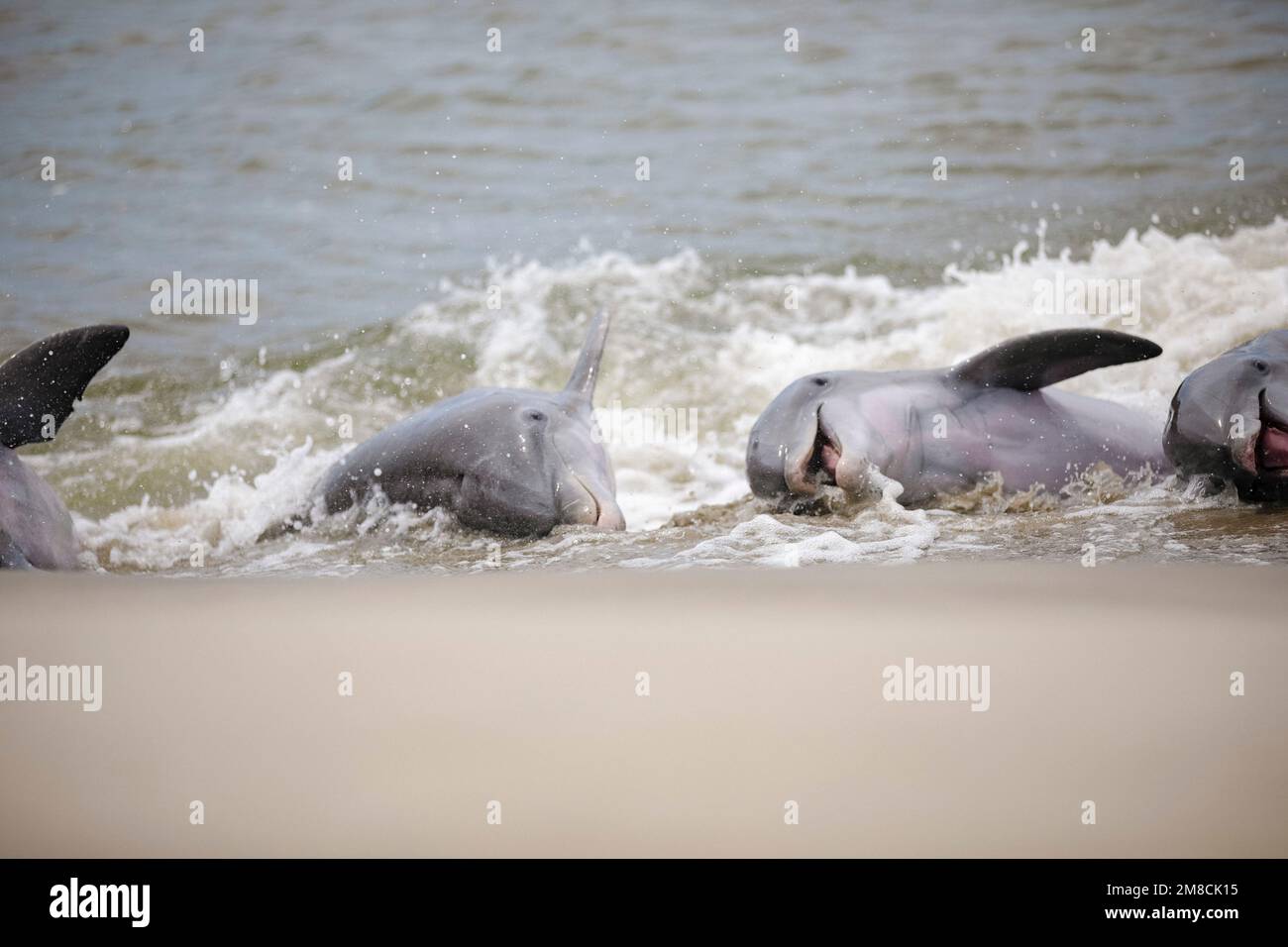 Dauphin à gros nez, Tursiops truncatus, alimentation des brins sur le mulet gris à tête plate, Mugil cephalus, île de Kiawah, Caroline du Sud, États-Unis, Atlantique OC Banque D'Images