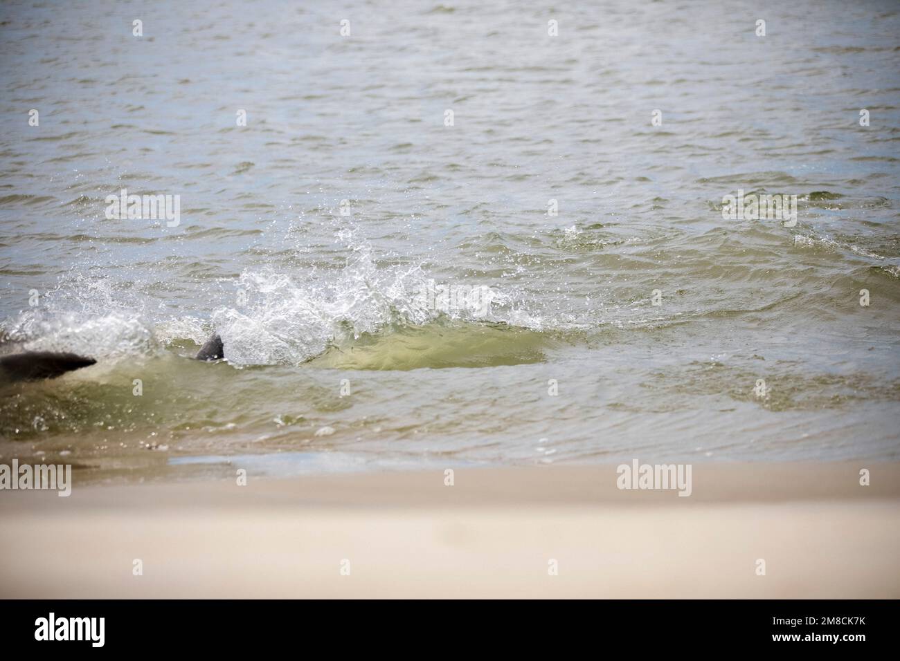 Dauphin à gros nez, Tursiops truncatus, alimentation des brins sur le mulet gris à tête plate, Mugil cephalus, île de Kiawah, Caroline du Sud, États-Unis, Atlantique OC Banque D'Images