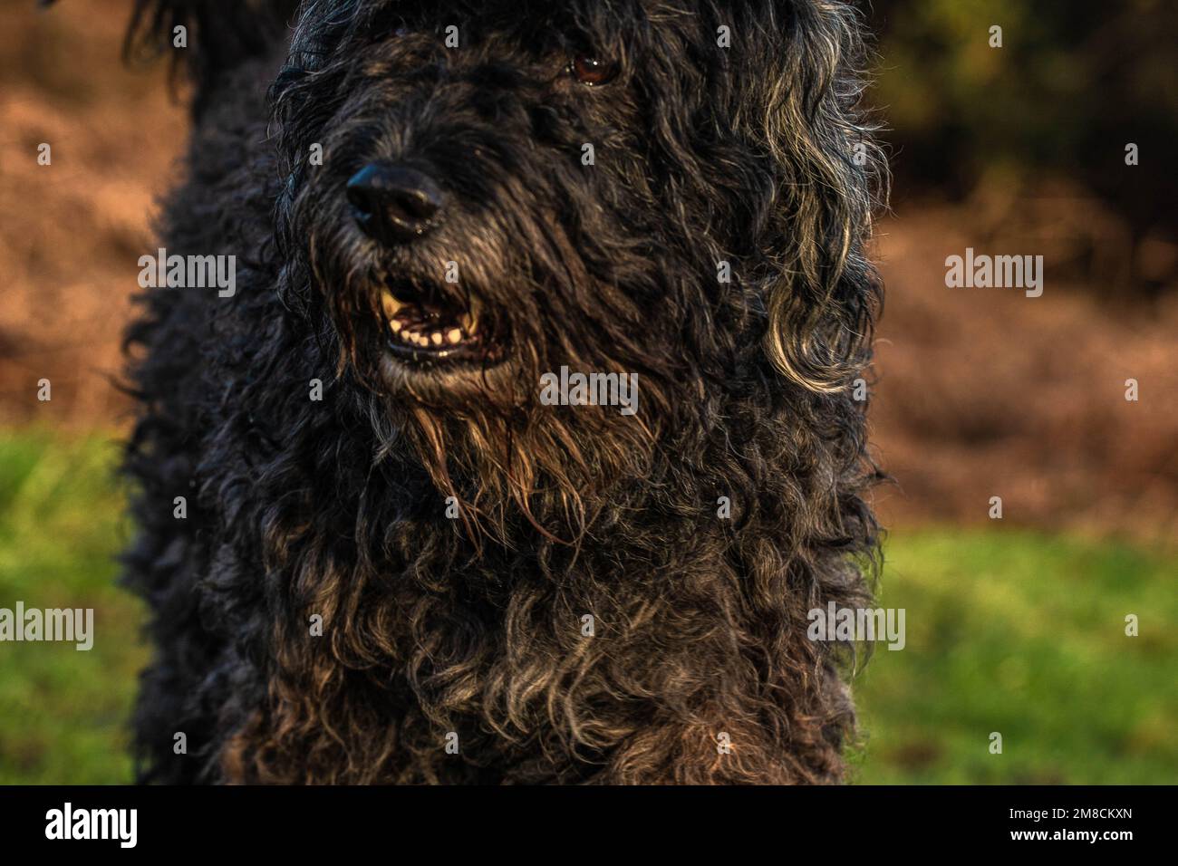 Charmant Bouvier des Flandres lors d'une promenade dans la forêt d'Ashdown le jour du printemps Banque D'Images