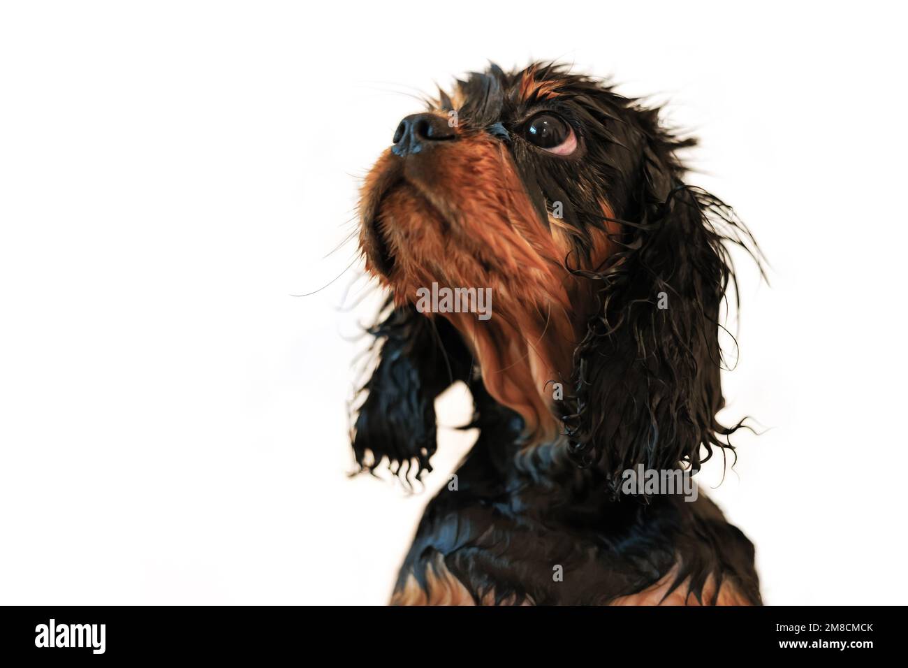 Wilberforce le chiot noir et brun cavalier King Charles prend un bain. Vue latérale isolée sur fond blanc. Banque D'Images