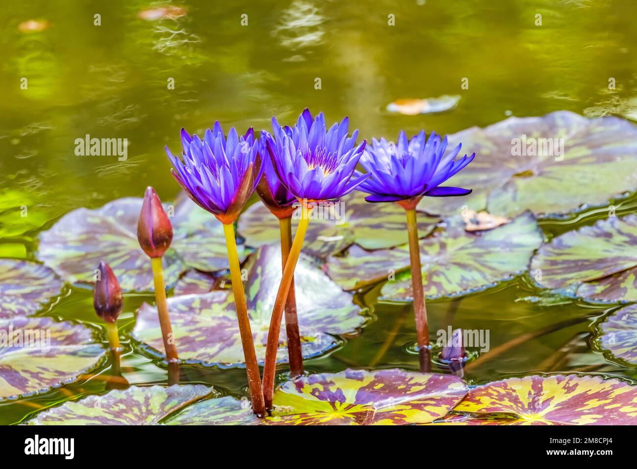 Fleur bleue Nymphea King Water Lily Green Pads Fairchild Garden Coral Gables Florida Nymphea nouchali originaire d'Asie Banque D'Images