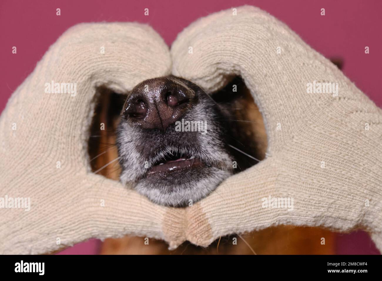 Le propriétaire d'un animal de compagnie porte des mitaines et tient le nez de chien Berger allemand avec des mains hapées de coeur. Carte de vœux sur fond rose. Concept de la Saint-Valentin. Banque D'Images