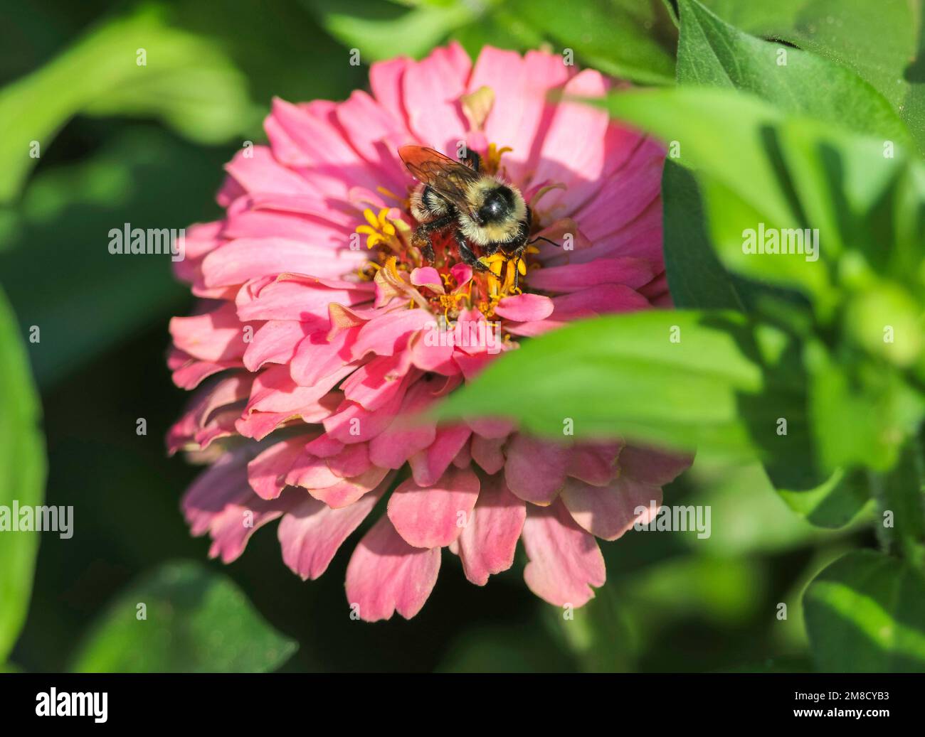 Une abeille pollinisant sur une fleur rose de Zinnia. Banque D'Images