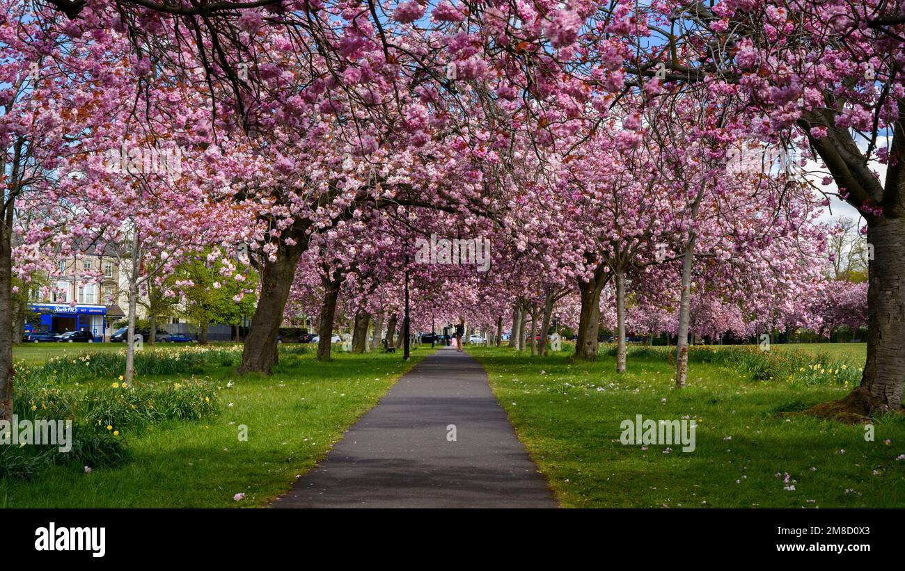 Pittoresque avenue des arbres (branches remplies de fleur rose colorée en fleur, accrochée sur le sentier, jour de printemps ensoleillé) - The Stray, Harrogate, Angleterre, Royaume-Uni. Banque D'Images