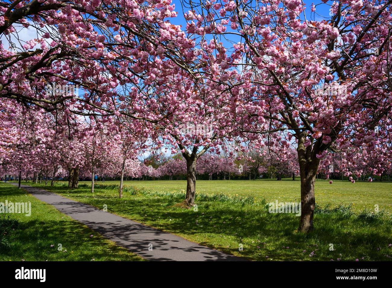Pittoresque avenue des arbres (branches remplies de fleurs roses colorées sur le sentier suspendu, le jour ensoleillé du printemps, ciel bleu) - la tray, Harrogate Angleterre Royaume-Uni. Banque D'Images