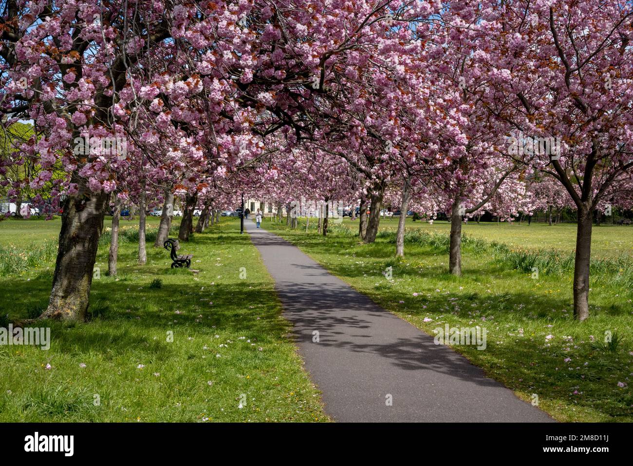 Pittoresque avenue des arbres (branches remplies de fleur rose colorée en fleur, accrochée sur le sentier, jour de printemps ensoleillé) - The Stray, Harrogate, Angleterre, Royaume-Uni. Banque D'Images