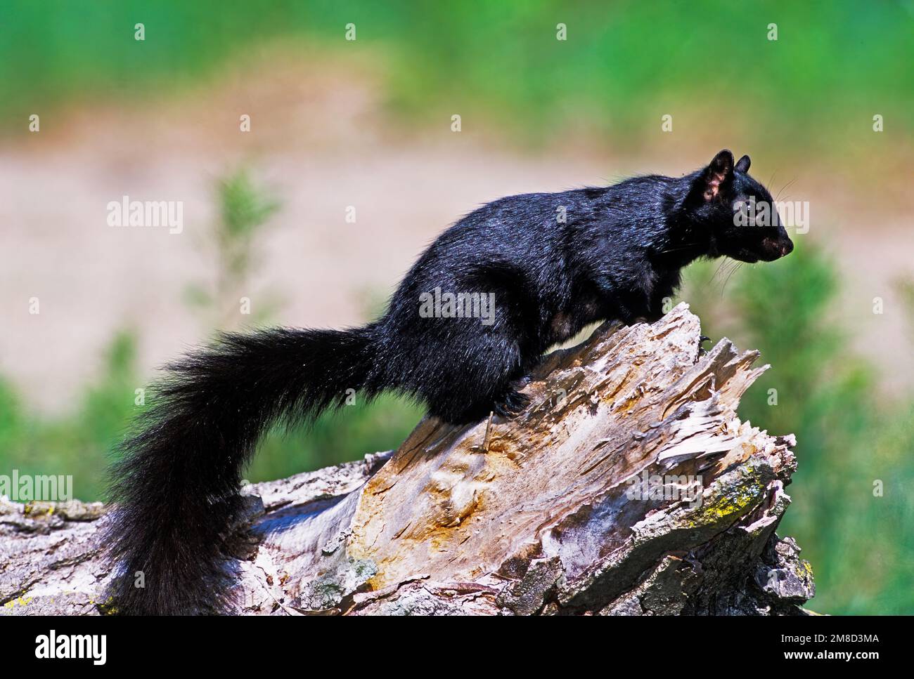 Écureuil noir - variante mélanistique de l'écureuil gris de l'est Banque D'Images