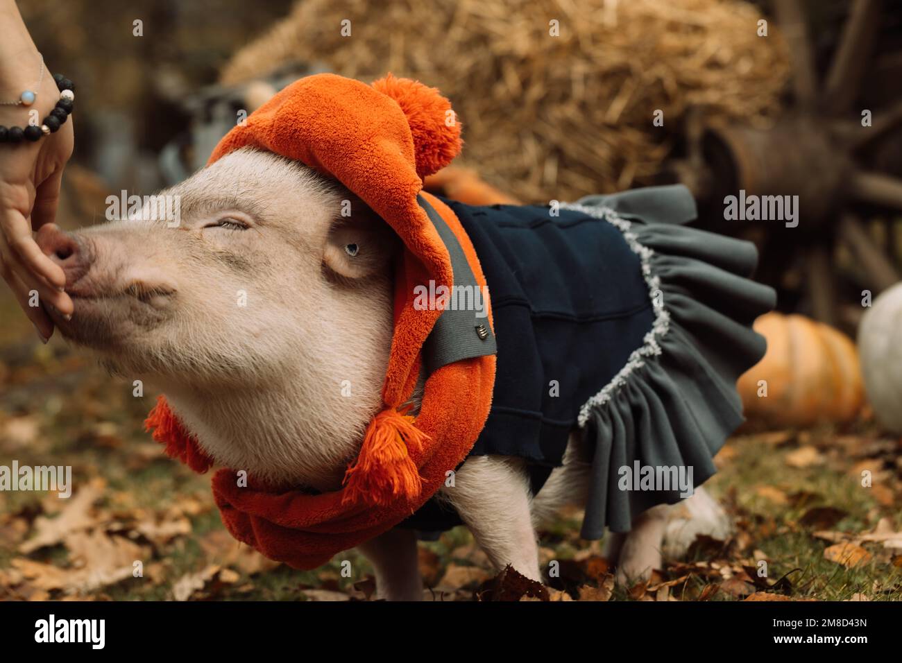 Mini cochon blanc dans un costume élégant posé sur un fond d'automne Banque D'Images