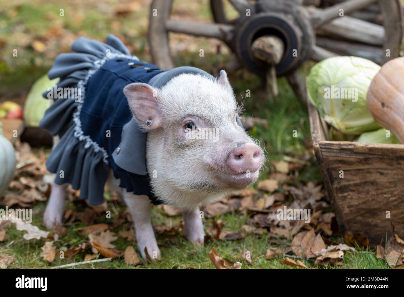 Mini cochon blanc dans un costume élégant posé sur un fond d'automne Banque D'Images