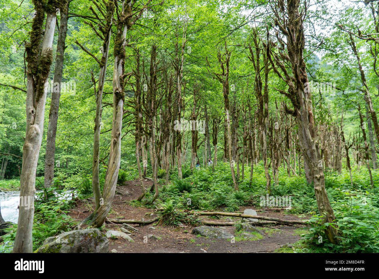 Forêt de buis. Une route touristique à travers la forêt tropicale protégée de rize, turquie. Arbres couverts de mousse Banque D'Images