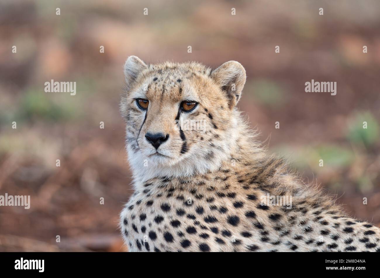 Portrait d'un guépard dans la lumière du matin en Afrique du Sud Banque D'Images
