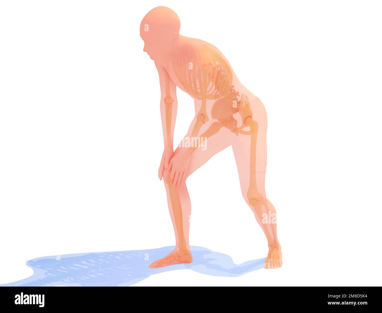 3D illustration de l'anatomie du genou avec douleur. Image transparente des os sur fond blanc. Banque D'Images