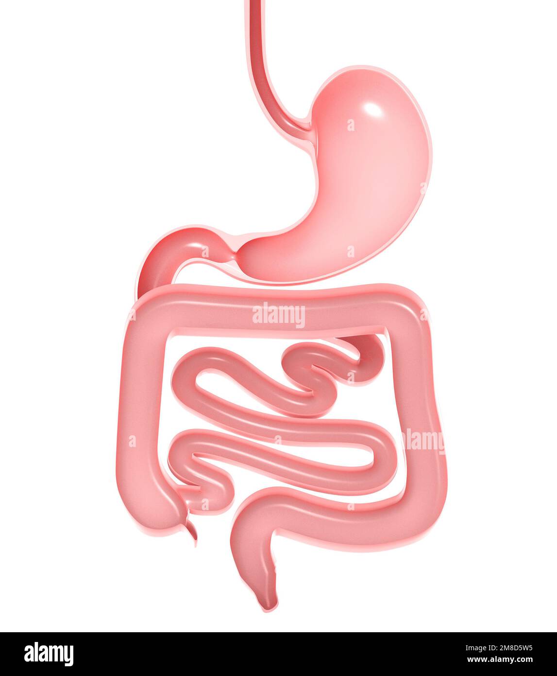 Illustration anatomique 3D du système digestif, de l'estomac, du gros intestin et du petit intestin. Découpe de la vue avant avec découpe aux couleurs naturelles. Banque D'Images