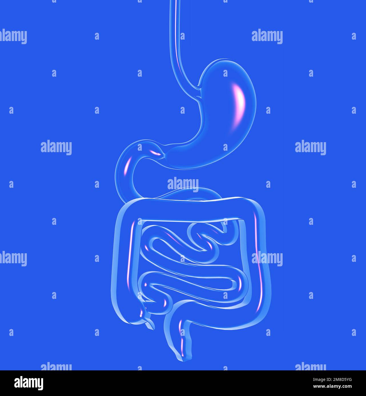 3d illustration du verre transparent du système digestif. Gros et petit intestin. Découpe de la vue avant rognée sur fond bleu. Banque D'Images