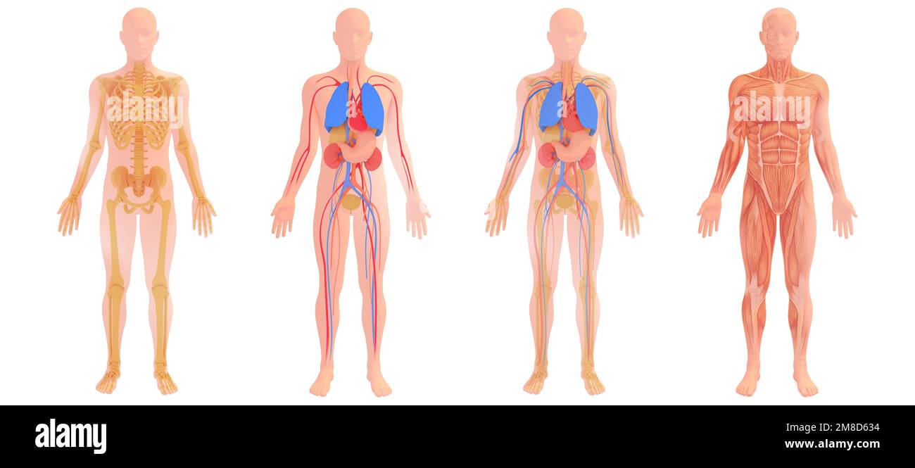 3d illustration des organes internes et des os, couleur naturelle. Quatre images anatomiques différentes. Banque D'Images