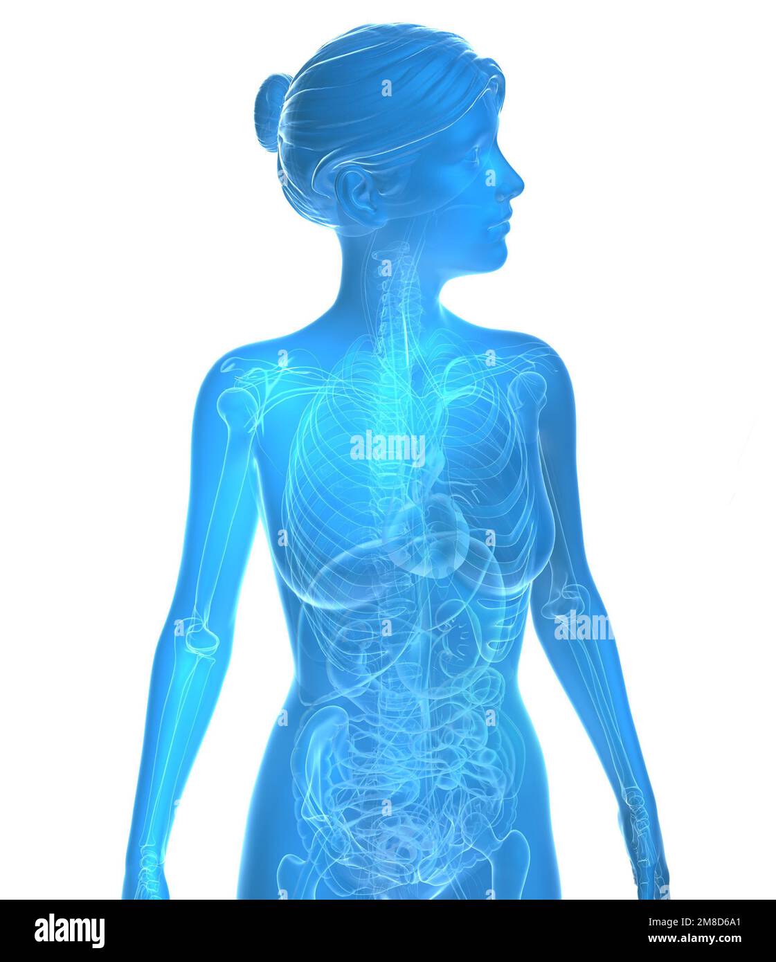 Illustration transparente 3D de l'anatomie féminine. Image bleue des organes internes et des os sur fond blanc. Banque D'Images