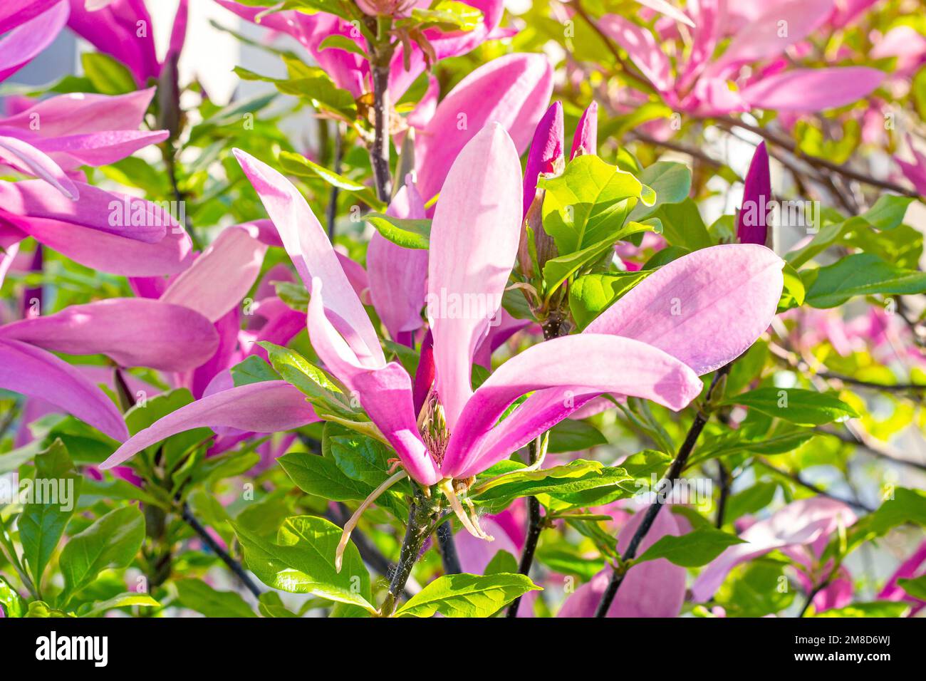 Rose vif Magnolia Susan liiflora fleurit avec des feuilles vertes dans le jardin au printemps. Banque D'Images