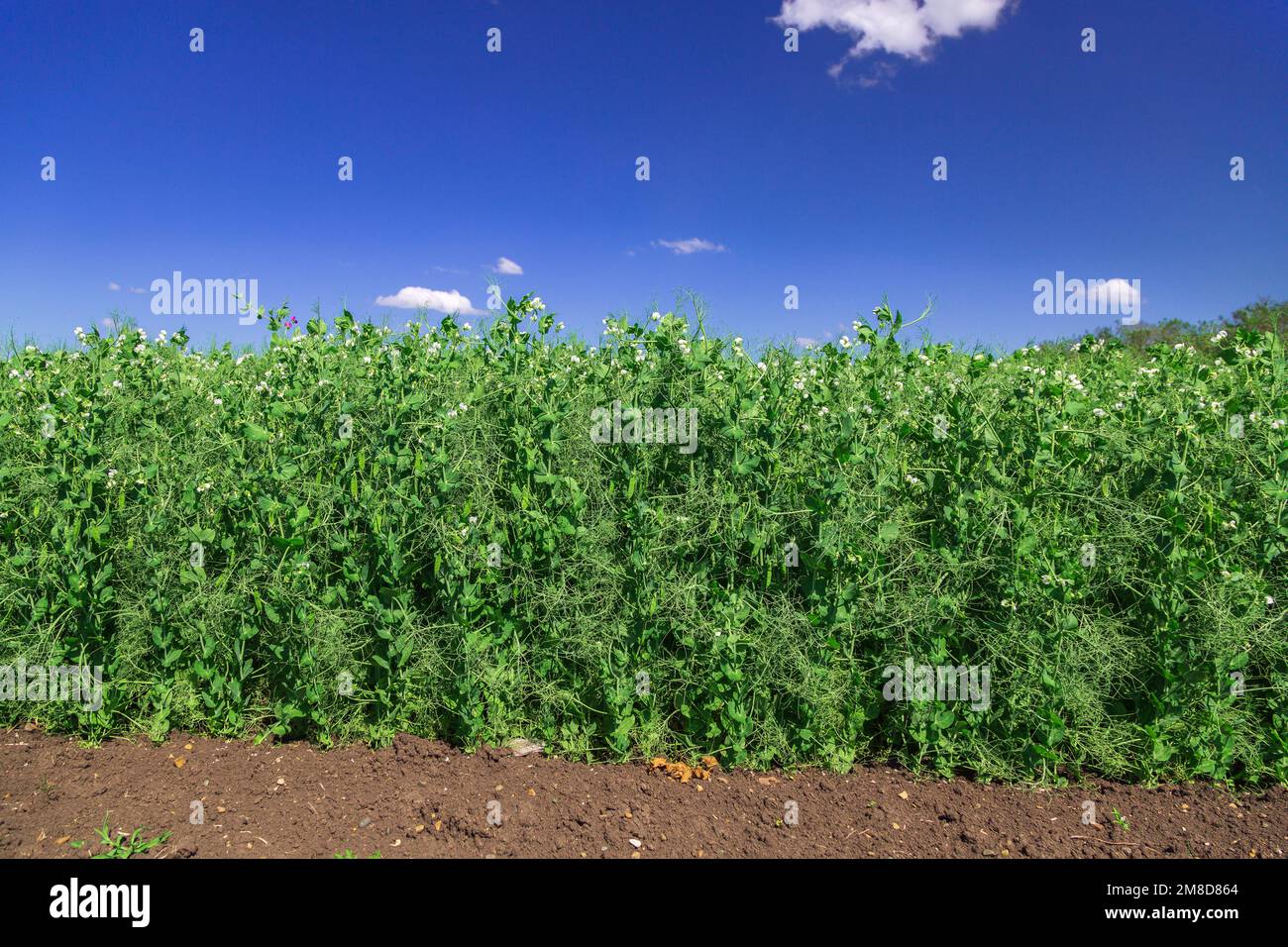 plants de pois en floraison avec des pétales blancs, un champ agricole où poussent les pois verts Banque D'Images