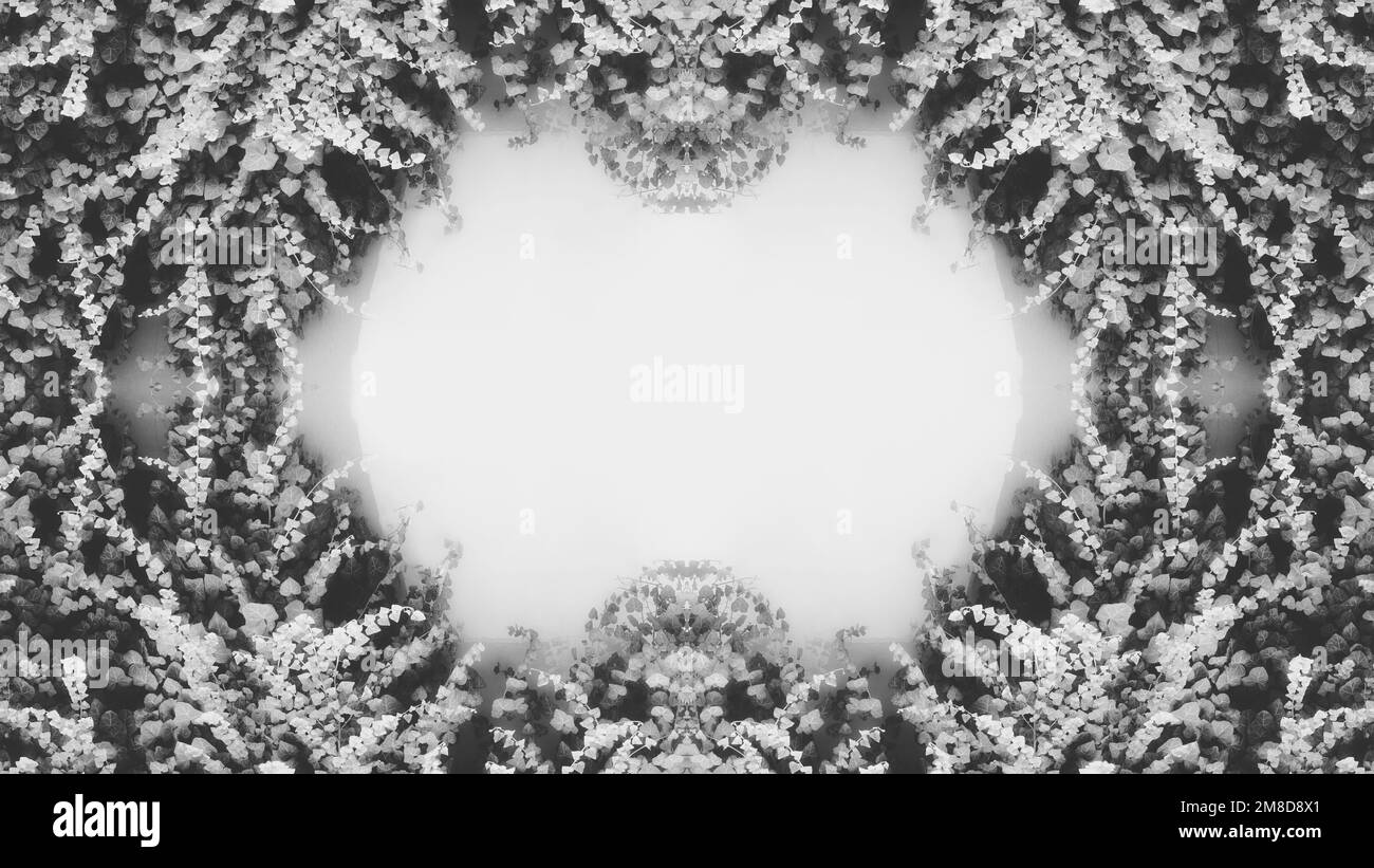 Escalade Fig. Ivy commun. Boston Ivy. Vitesse rampante, fig. Fond d'écran. Copier l'espace. Cadre symétrique en feuilles. Noir et blanc. Monochrome Banque D'Images