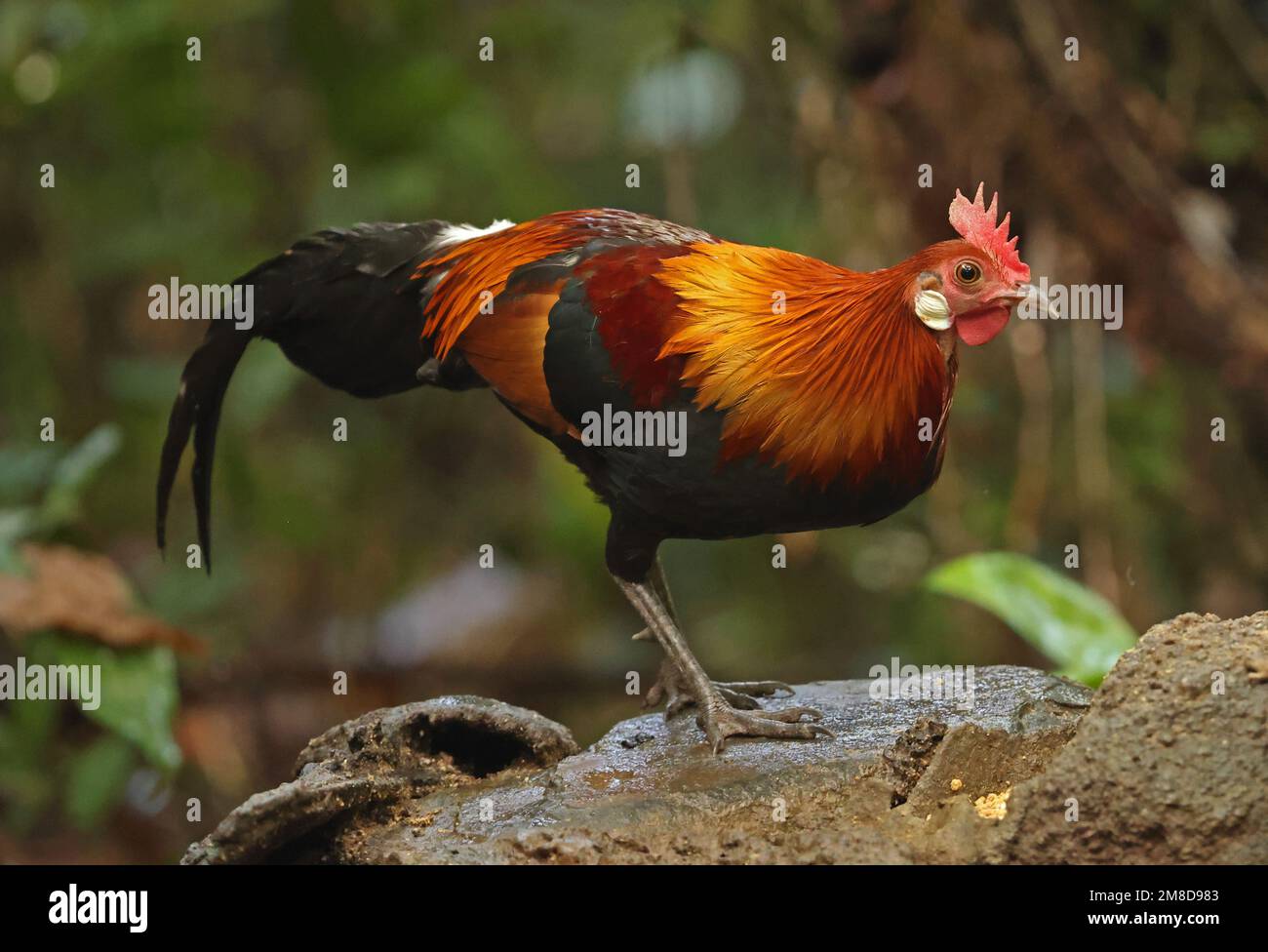 Red Junglewhibou (Gallus gallus gallus) adulte mâle debout sur un rocher Cat Tien, Vietnam. Décembre Banque D'Images