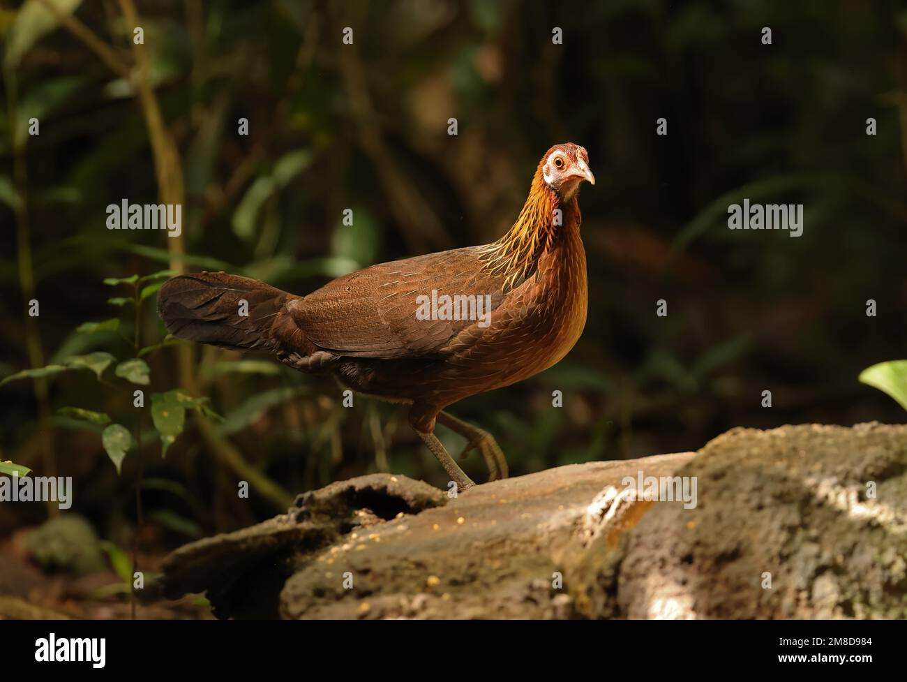 Red Junglewhibou (Gallus gallus gallus) adulte femelle debout sur un rocher Cat Tien, Vietnam. Décembre Banque D'Images