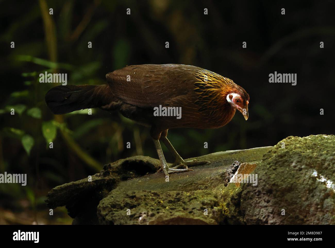Red Junglewhibou (Gallus gallus gallus) adulte femelle debout sur un rocher Cat Tien, Vietnam. Décembre Banque D'Images