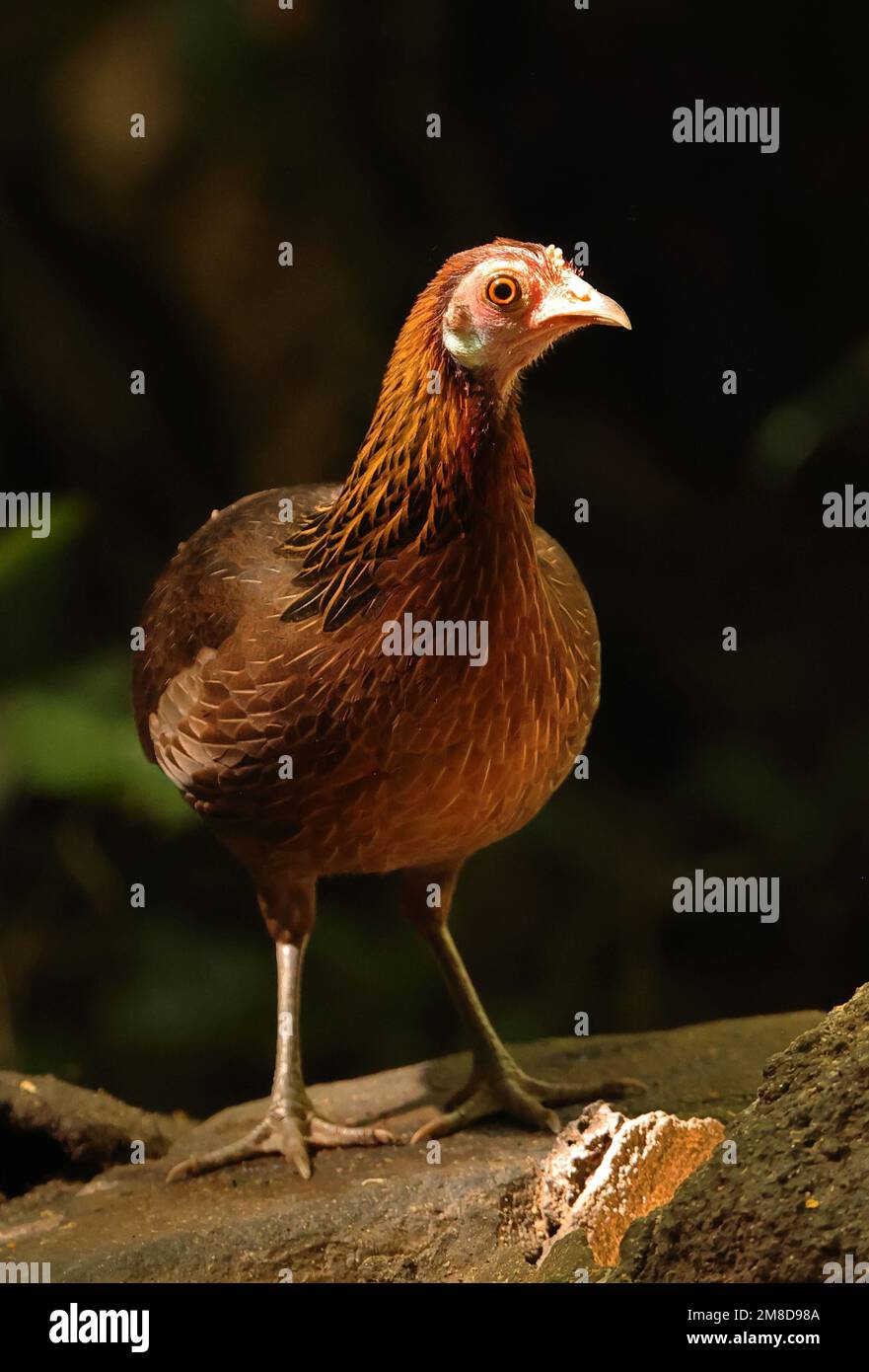 Red Junglewhibou (Gallus gallus gallus) adulte femelle debout sur un rocher Cat Tien, Vietnam. Décembre Banque D'Images